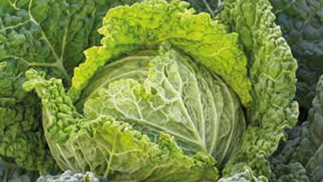 preludium-kelj-povrce-seme-syngenta_1132x637.png