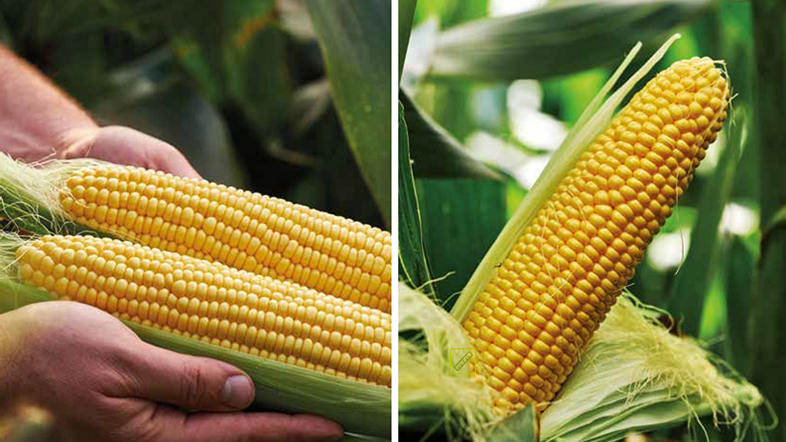 kukuruz-secerac-seme-povrca-syngenta_1132x637.png