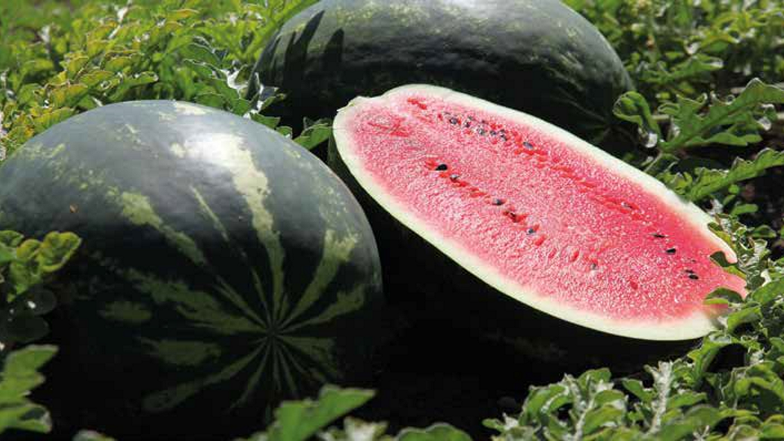 mirsini-lubenice-seme-syngenta_1132x637.png