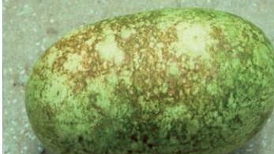 virus-mozaika-lubenice-seme-zastita-syngenta_566x318_2.png