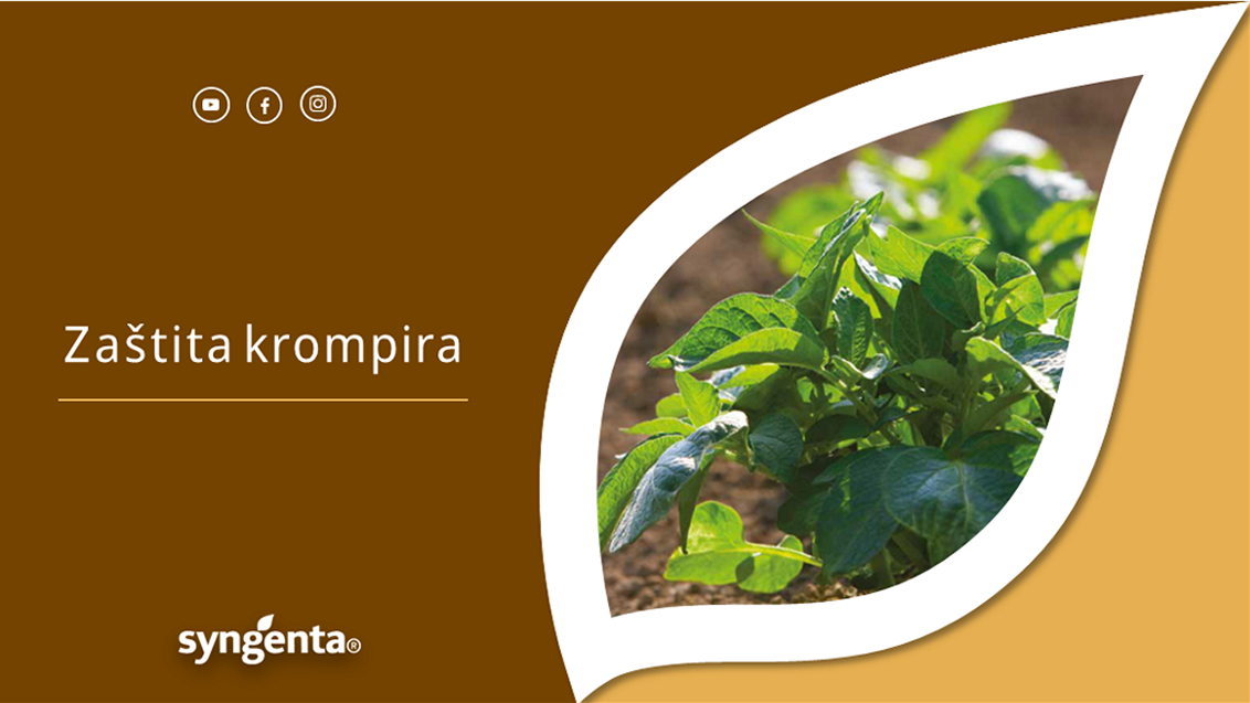 Zastita krompira Syngenta