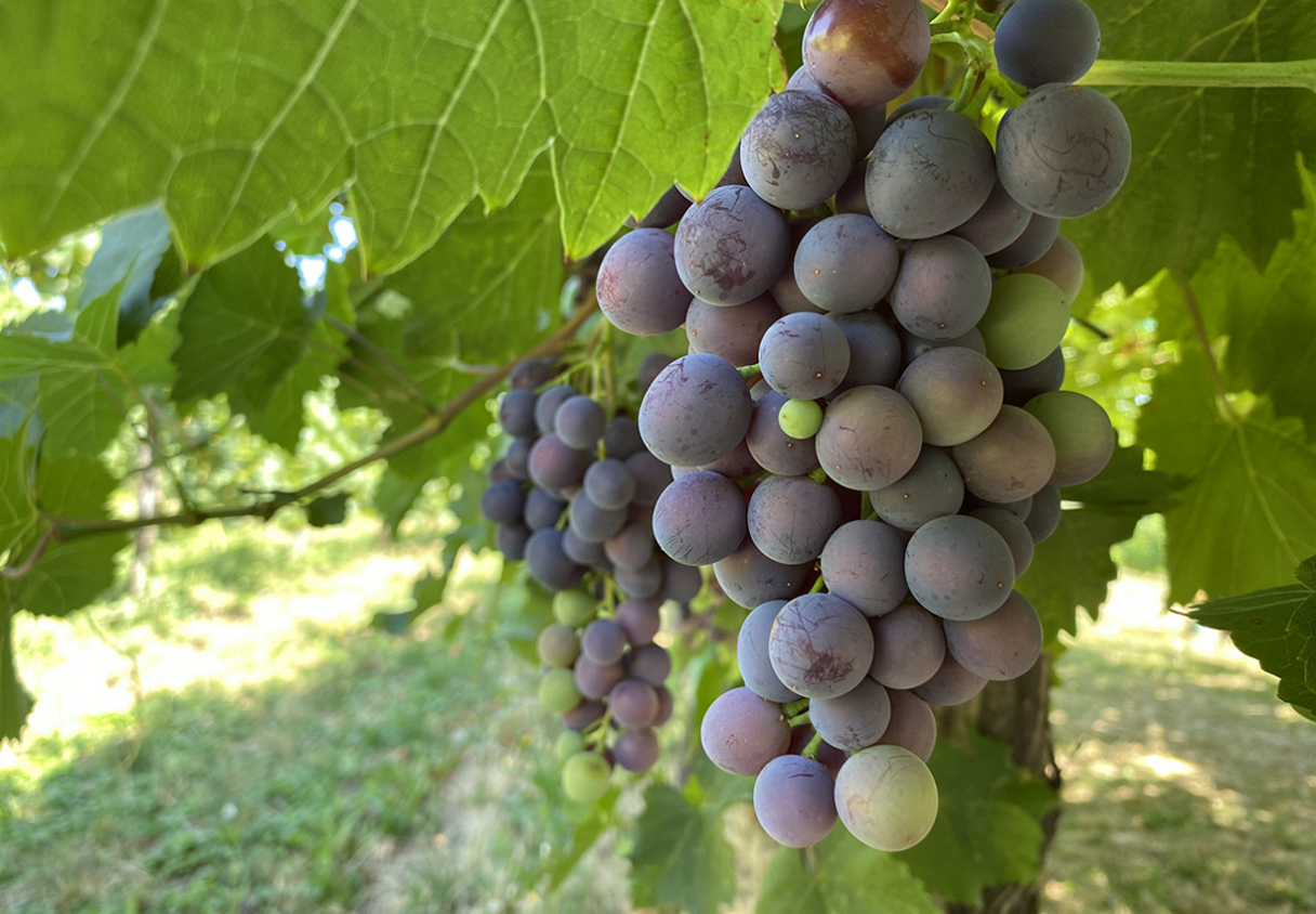syngenta-zastita-vinove-loze-dynali-090dc_1223x849_podloga_loza.png
