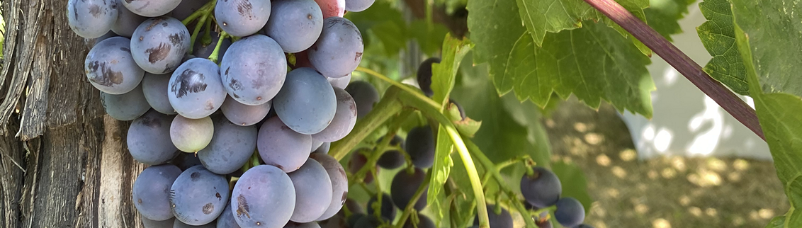 syngenta-zastita-vinove-loze-dynali-090dc_x1132x244.png