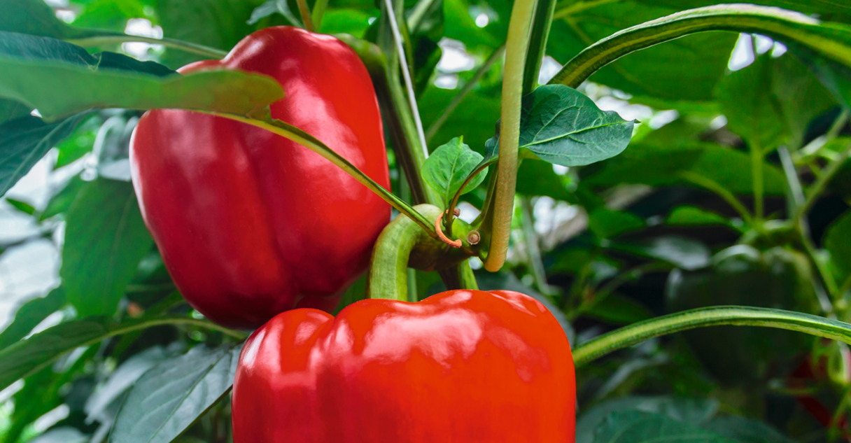 zastita-paprike-povrca-syngenta_1132x637_2.png