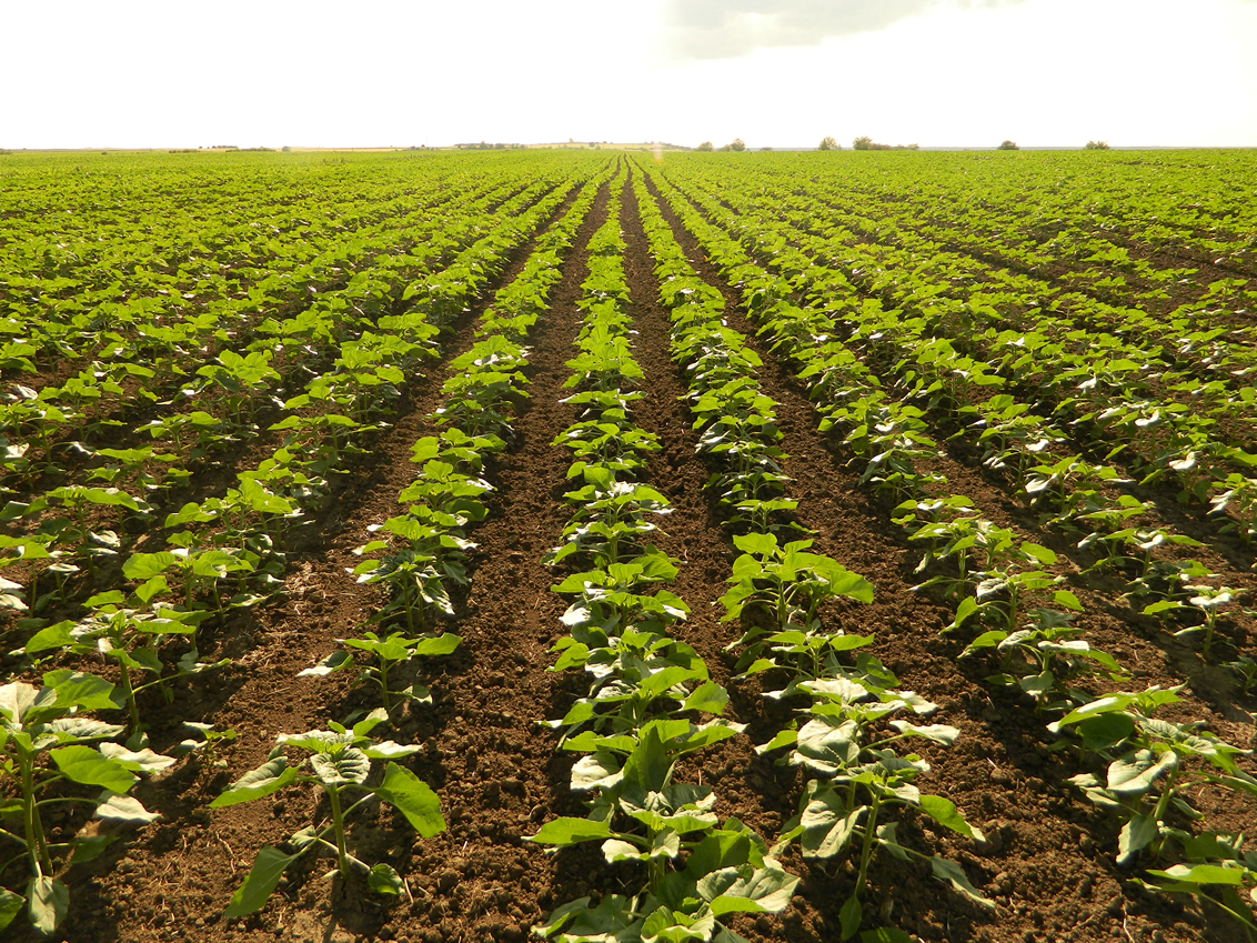 maldi-suncokret-zastita-syngenta_1132x849.png