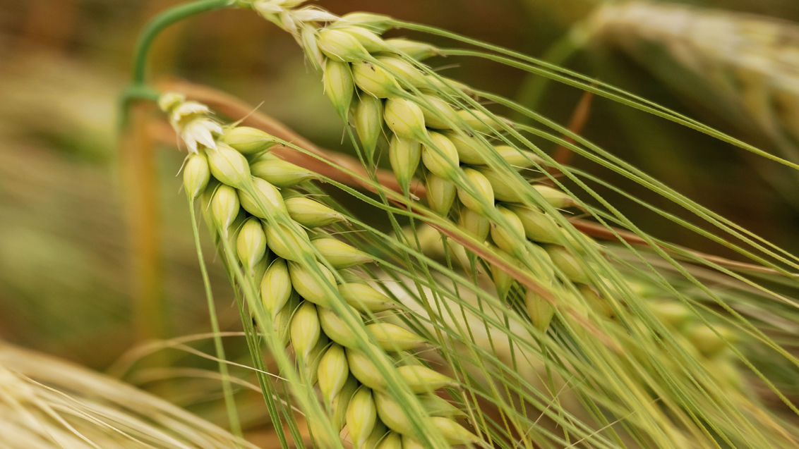 jecam-zastita-syngenta_care_1132x637.png