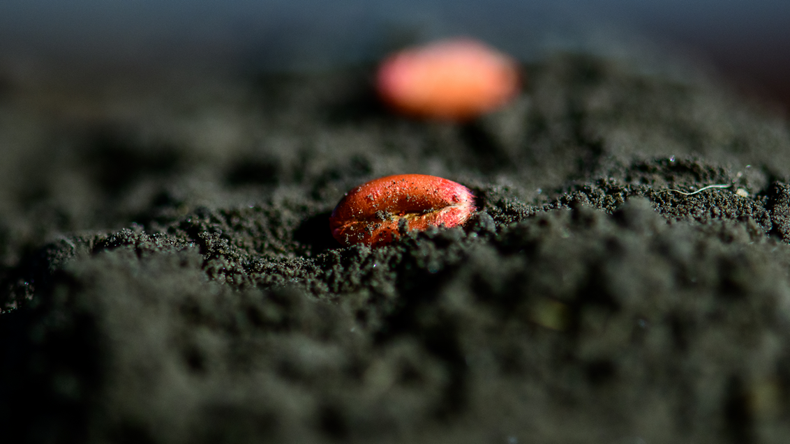 tretirano-seme-psenica-dividend-syngenta_1132x637.png