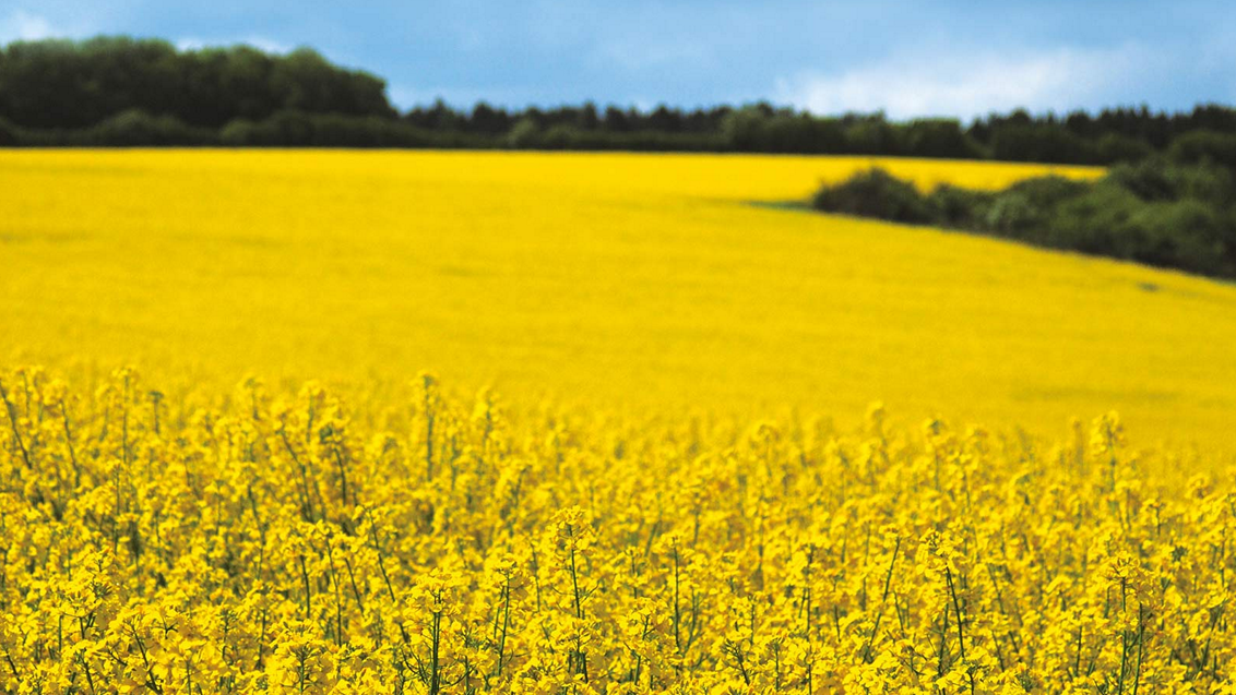 uljana-repica-zastita-syngenta-regulator-rasta_1132x637_2.png