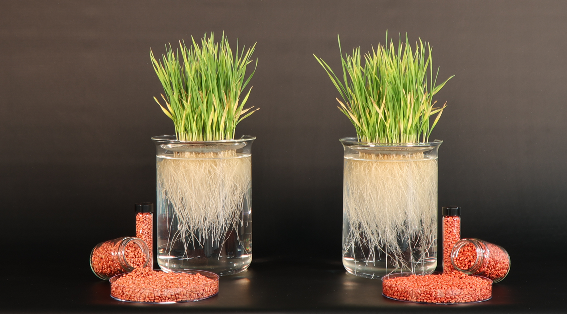 vibranceduo-tretman-semena-psenice-syngenta_1132x637.png