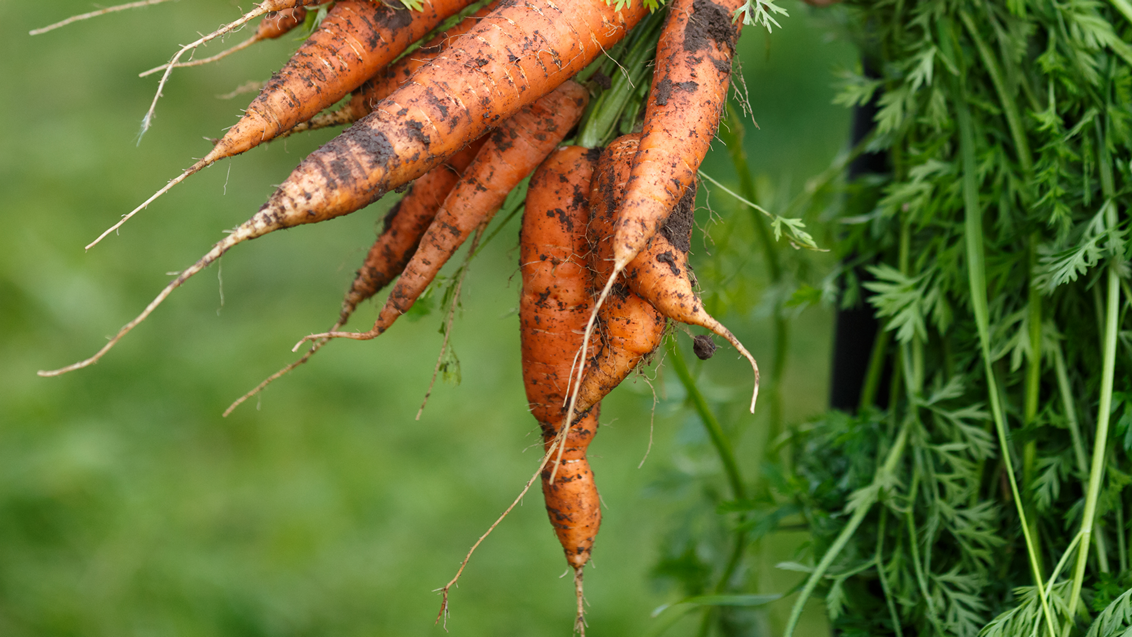 zastita-mrkve-povrca-syngenta-1132x637.png