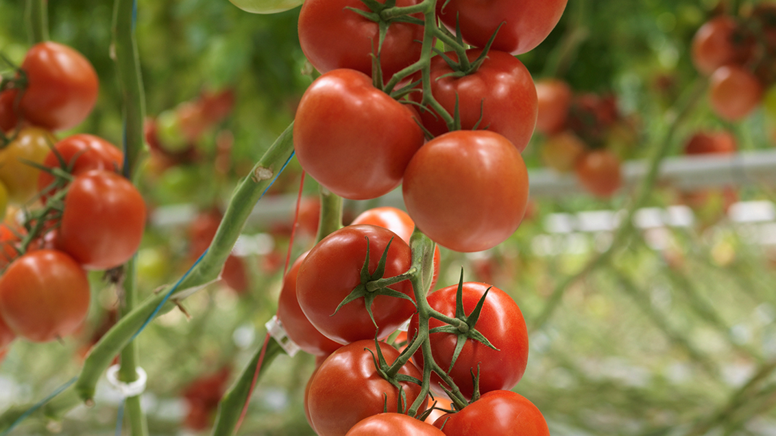 zastita-paradajza-povrca-syngenta-1132x637.png