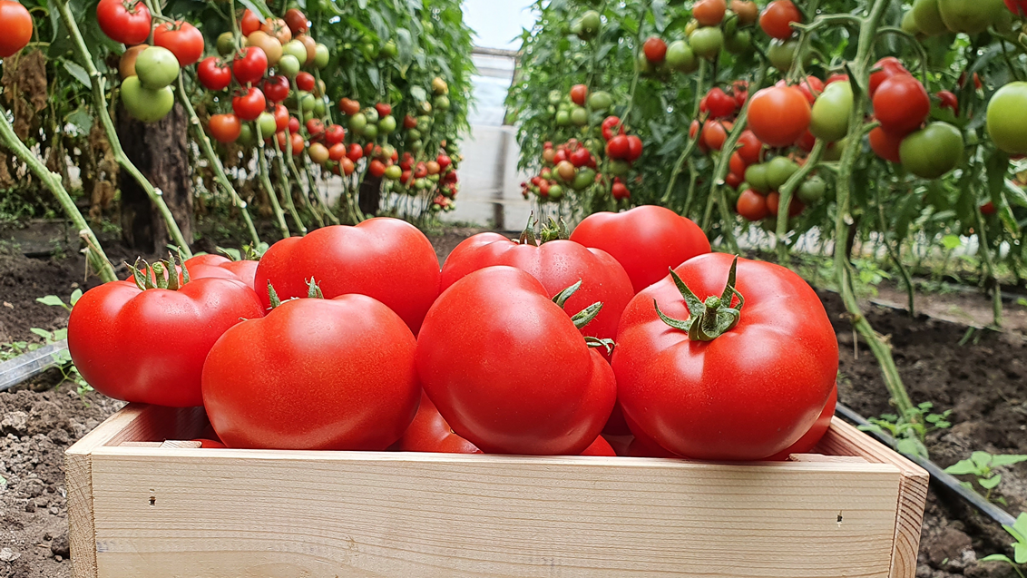 zastita-paradajza-povrca-syngenta-1132x637_2.png