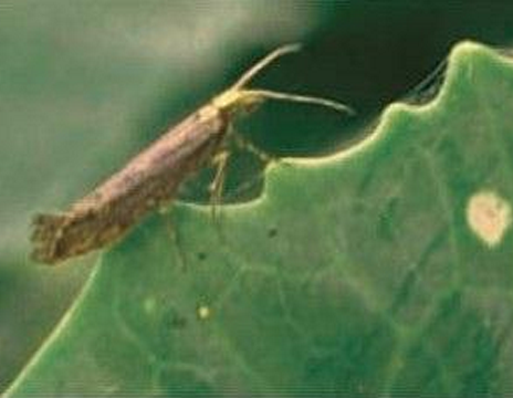 bolesti-karfiola-kupusov-moljac-syngenta_2.png