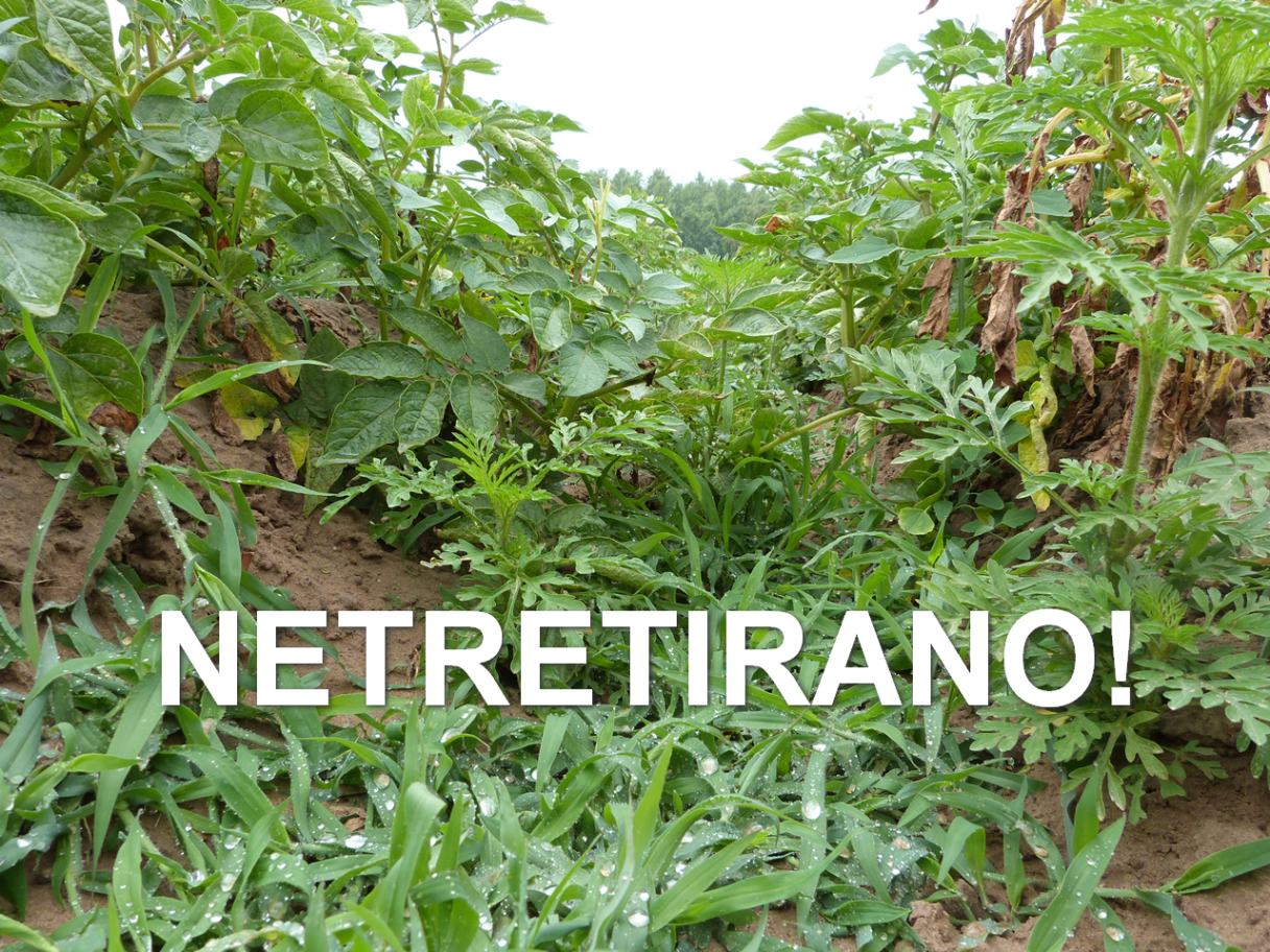 filon-herbicid-krompir-syngenta-ne-tretirano_x1280x960_2.png