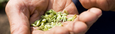 psenica-zrno-ruke-zastita-syngenta_1132x637.png