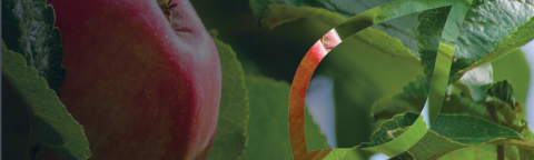 zastita-jabuke-vocaka-syngenta_1132x637_lst.png