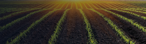 zastita-kukuruza-syngenta_1132x637.png