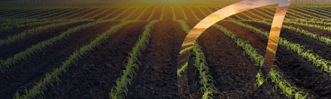 zastita-kukuruza-syngenta_1132x637_lst.png