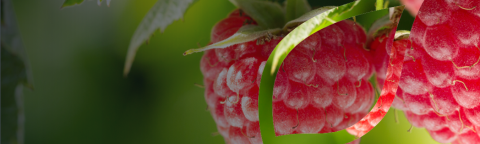 zastita-maline-syngenta_1132x637_lst_2.png