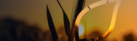 zastita-psenice-syngenta_1132x637_lst.png