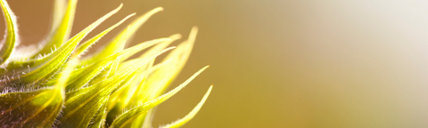 zastita-suncokreta-syngenta_1132x637.png