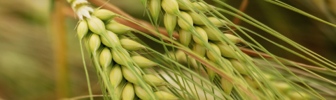 jecam-zastita-syngenta_care_1132x637.png