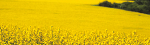 uljana-repica-zastita-syngenta-regulator-rasta_1132x637_2.png